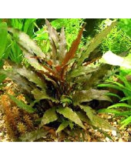 Assortiment aquariumplanten azie 10planten