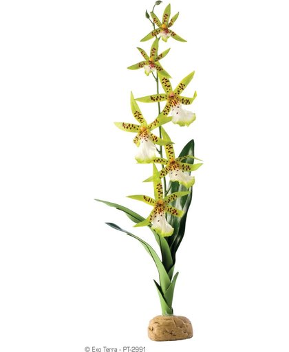 Exo Terra Rainforest Plant Spider Orchid per stuk