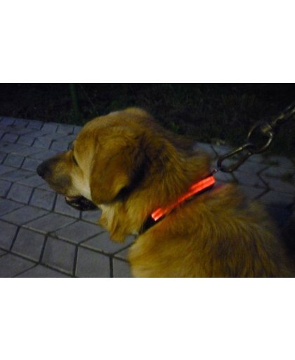 Honden halsband LED met licht - oranje M (35cm – 45cm)