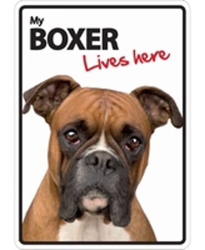 Boxer lives here