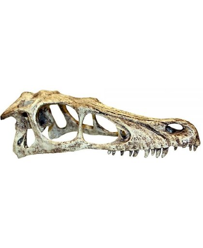Komodo raptor schedel 11,5x25x9,5 cm l