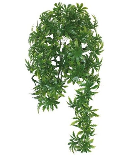 Komodo Papaya Leaf Vine - 45 cm
