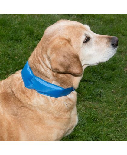 koeling halsband hond / cooling band