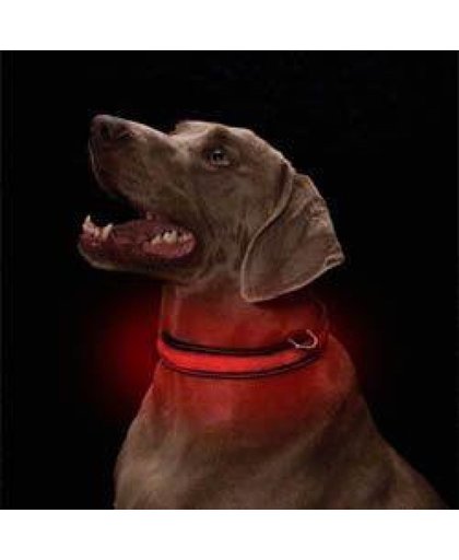 Honden halsband LED met licht - rood - Maat M (35cm – 45cm)