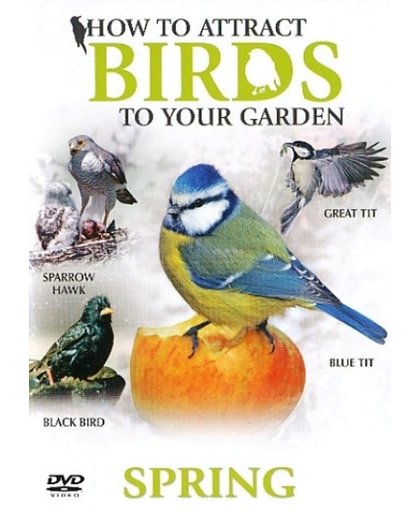 How To Attract Birds - Spring