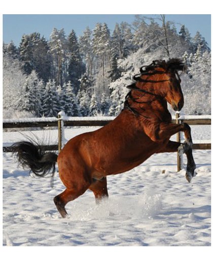 Steigerend paard in sneeuw - Diamond Painting 40x50 (Volledige bedekking - Vierkante steentjes)